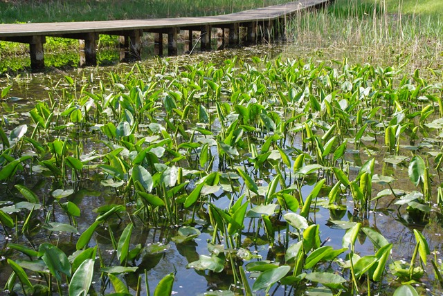 4月上旬の湿生植物園